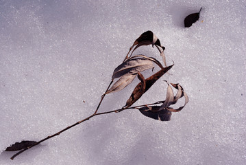 Dry dark willow twig with leaves on white snow surface, top view