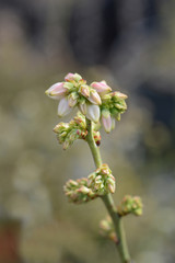 Highbush blueberry