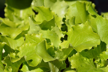 Garden lettuce