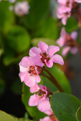 Bergenia Harzkristall