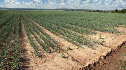 Agricultural field with onions