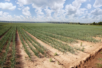 Fototapeta na wymiar Agricultural field with onions