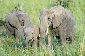 Fototapeta na wymiar Family elephants in Uganda