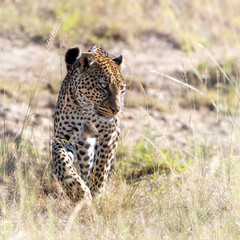 Adult leopard walking through the long grass of the Masai Mara
