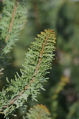 Hinoki cypress Teddy Bear