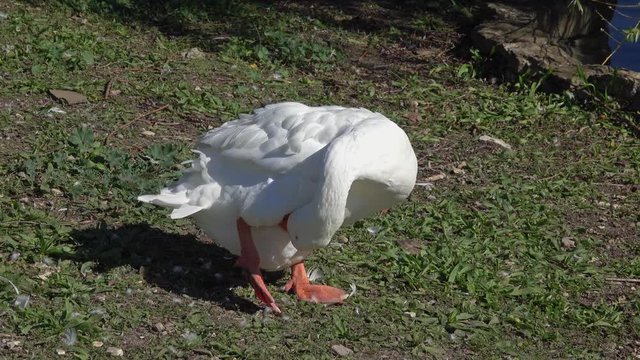 Big white goose at summer, 4k