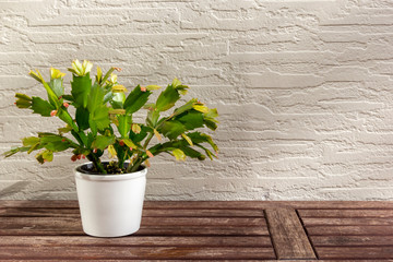 Christmas cactus (Schlumbergera), beautiful flower in white flowerpot on wooden table, on white wall background in sunlight, with copy space. Epiphyllanthus, Opuntiopsis, Zygocactus