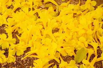 Golden flowers fall on the ground,Named the golden tree.