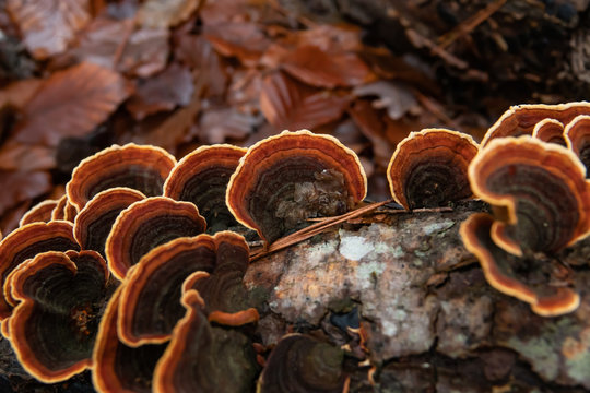 Curtain Crust Fungi in Winter