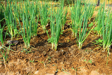 onions growing in the field