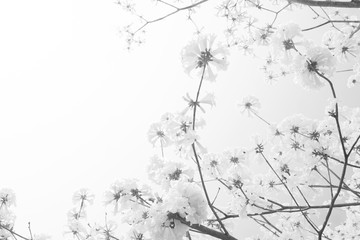 The tree is full of golden yellow, Commonly known as the golden tree.