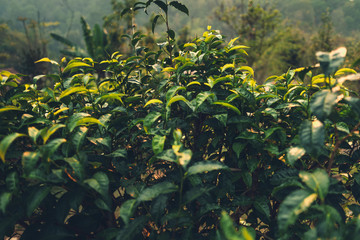 Tea leaves Tea leaves in nature Deep green 