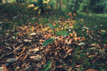 Tea leaves Tea leaves in nature Deep green 