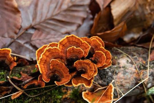 Curtain Crust Fungi in Winter