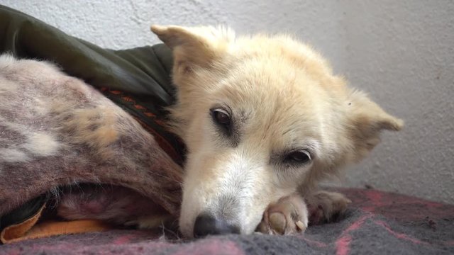 4K Close up Dog with scabies in coat shivers on blanket