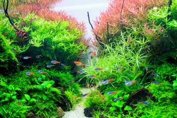 Planted aquarium with tropical fish. Tropical fishes Diamond neon tetra lives happiness in planted...