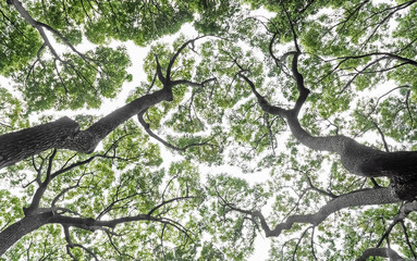 Green Tree Tops From Directly Below