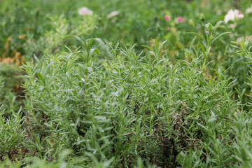 seeding in greenhouse. seeding plants greenhouse. seeding in greenhouse concept. plant seedling in greenhouse. new life