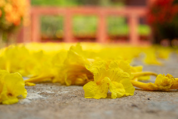 Golden flowers fall on the ground,Named the golden tree.