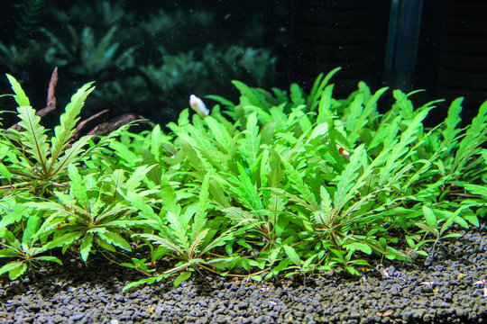 Hygrophila pinnatifida came from India. It obtains brown, patched leaves on the surface