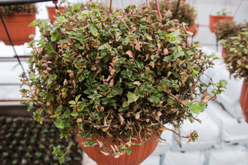 seeding in greenhouse. seeding plants greenhouse. seeding in greenhouse concept. plant seedling in greenhouse. new life