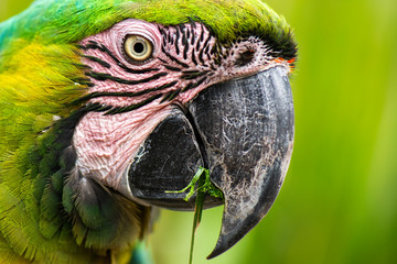 Close up of the macaw bird.