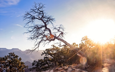 Inclined Tree over the Grand Canyon