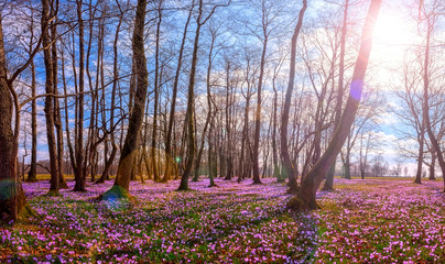 Beautiful flowering meadow with a wild purple crocus or saffron flowers in sunlight against an oak forest background, amazing sunny landscape, early spring in Europe, large panorama