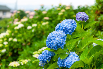 むらさき紫陽花