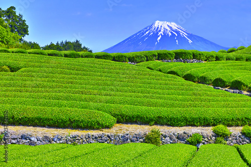 静岡県富士市からの茶畑と富士山 Wall Mural Wallpaper Murals 7maru 静岡県富士市からの茶畑と富士山 Wall Mural Wallpaper Murals 7maru