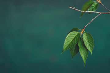 Leaves green Dark Leaf detail In the natural forest