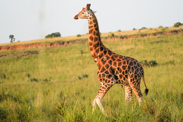Giraffe in African