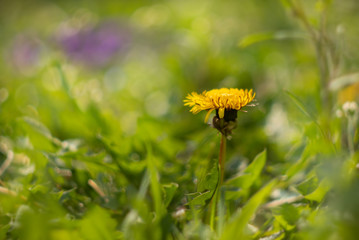 Spring dandelion, photo Czech Republic, Europe