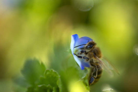 First, spring bee, photo Czech Republic, Europe