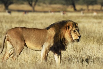 männlicher Löwe (panthera leo) im Kgalagadi-Transfrontier-Nationalpark