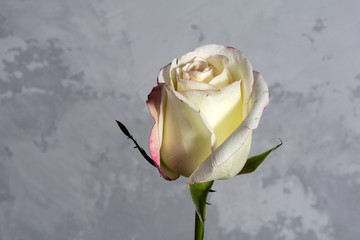 faded white rose on concrete background