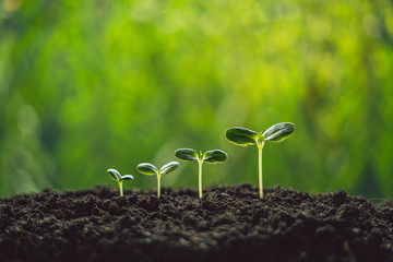 Growth Trees concept seedlings nature background Beautiful green