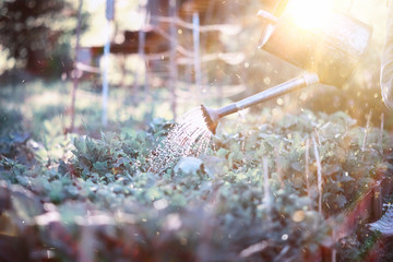 Man farmer watering a vegetable garden