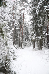Winter landscape. Forest under the snow. Winter in the park.