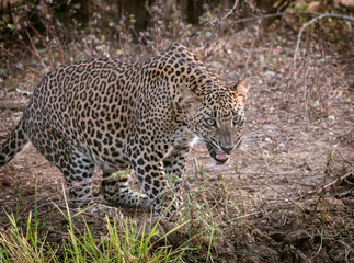 Fototapeta na wymiar Leopard snarling at a bear across the water hole. Yala National Park Sri Lanka. 