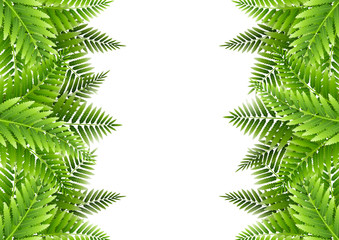 Fototapeta na wymiar Green fern leaves borders on white background
