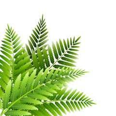 Fototapeta premium Green fern leaves bouquet isolated on white
