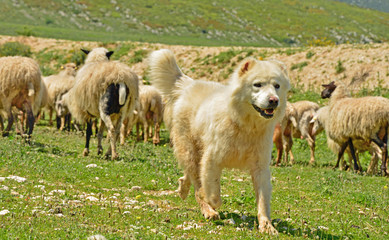 Obraz premium Treuer Freund