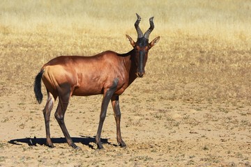Südafrikanische Kuhantilope (Alcelaphus caama) im Kgalagadi-Transfrontier-Nationalpark in Südafrika