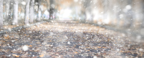 Background autumn park in the first snow