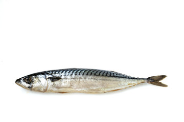 Mackerel fish isolated on white background, horizontal layout