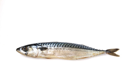 Mackerel fish isolated on white background, horizontal layout