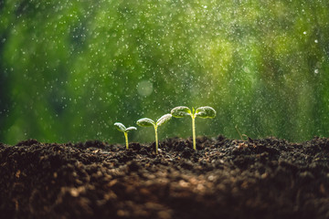 Growth Trees concept seedlings nature background Beautiful green