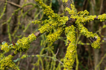 Maritime Sunburst Lichen on Branch in Winter