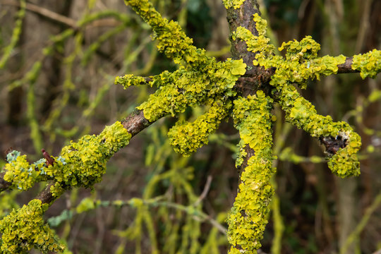 Maritime Sunburst Lichen on Branch in Winter